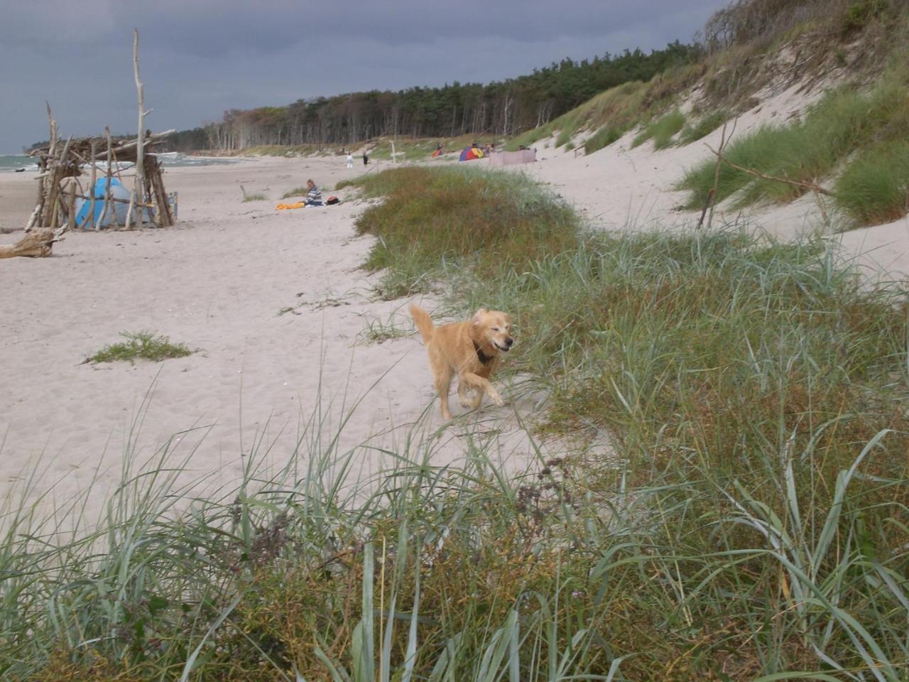 Achtern - Diek - Am Strand Zingst Eksteriør bilde